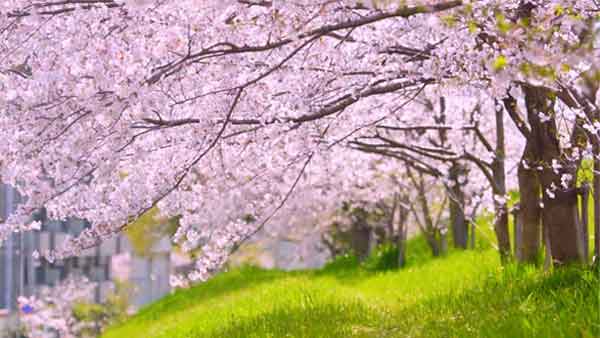 桜並木で 桜並木で